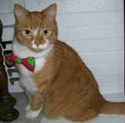 AlexTheCat.jpg